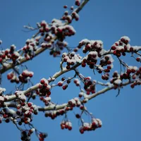 Primăvară cu zăpadă Foto: Freepik (imagine cu rol ilustrativ)