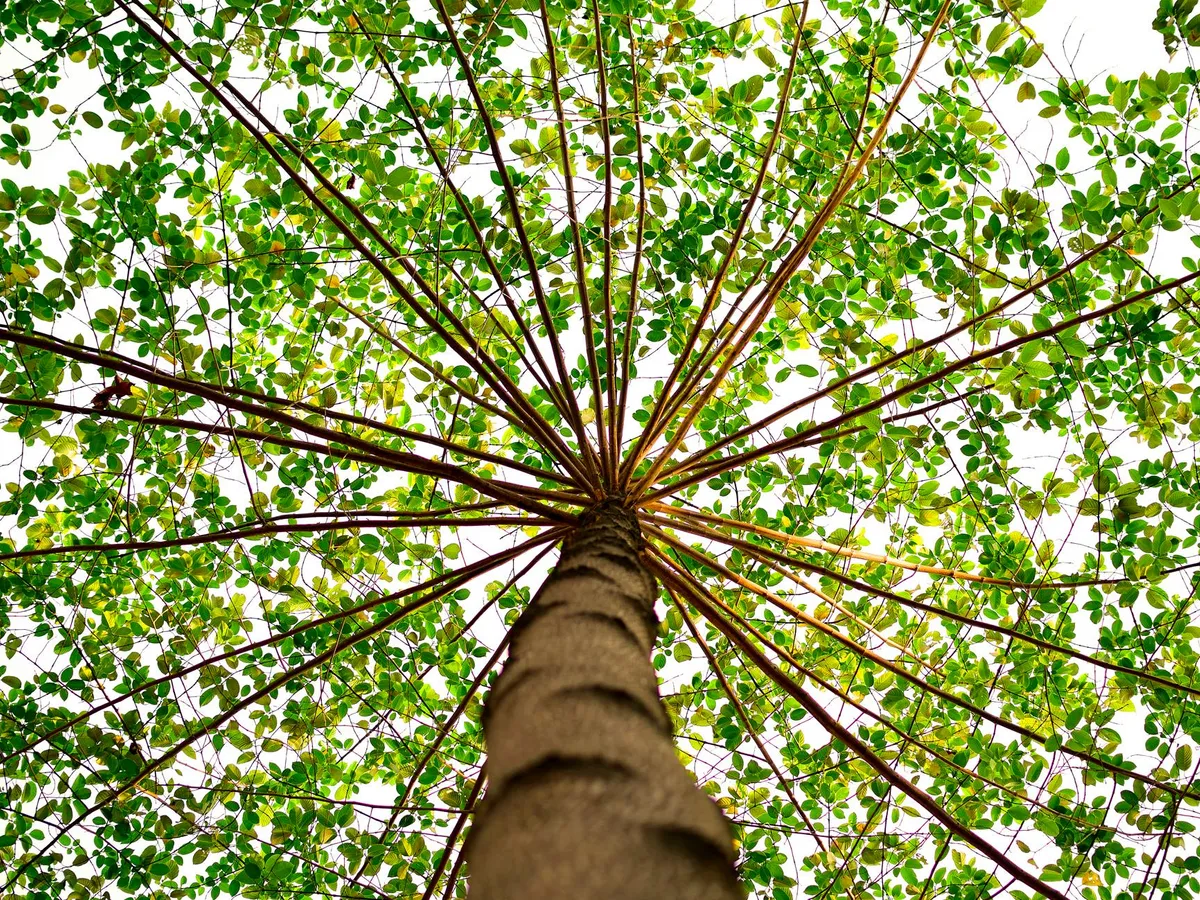 Ce pedeapsă primești dacă plantezi un copac la mai puțin de 2 metri de casa vecinului? E fără recurs Foto: Pexels (fotografie cu caracter ilustrativ)