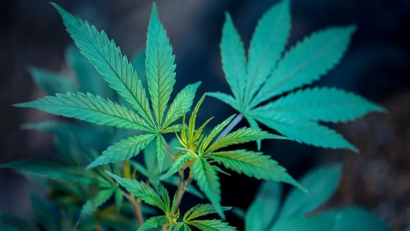 Italia a legalizat cultivarea canabisului/FOTO: Unsplash