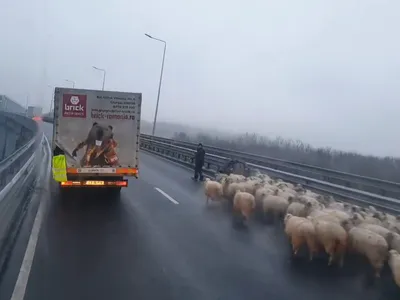 Turmă de oi pe A2 - Foto: Facebook