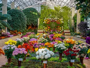 „Explozie” de culoare la Grădina Botanică Iaşi. Expoziția „Flori de toamnă” își așteaptă vizitatorii - FOTO: ziaruldeiasi.ro