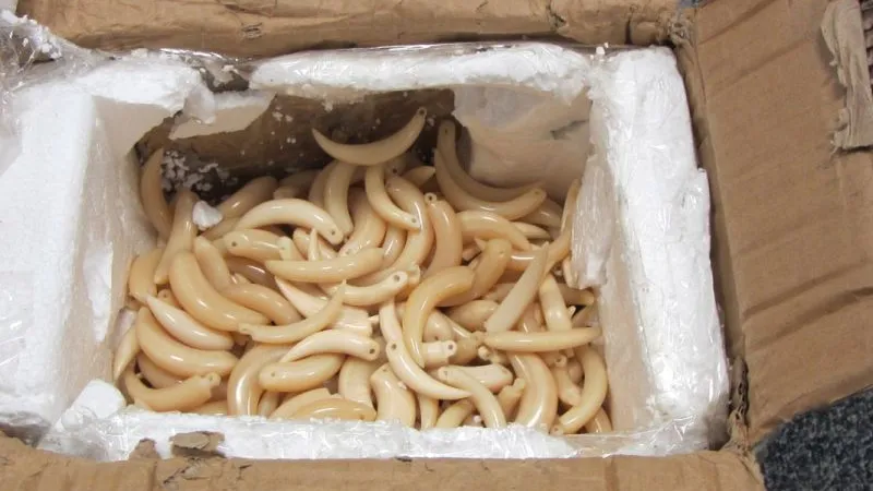 Elephant ivory seized at London’s Heathrow Airport on its way from Nigeria to China. Photo: Credit: UK Home Office / Creative Commons
