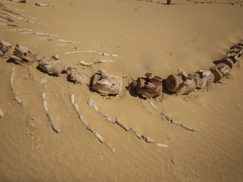 Fosila unei balene este vizibilă la Wadi El-Hitan (Valea Balenelor), în Sahara, Egipt - Foto: Profimedia Images