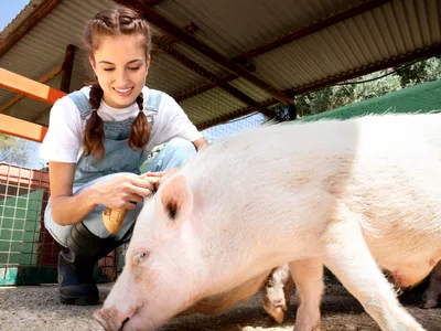 Tradiția Ignatului la țară. Ce spun bunicii că se întâmplă cu o noapte înainte de tăierea porcului - Foto: Freepik (Imagine cu rol ilustrativ)