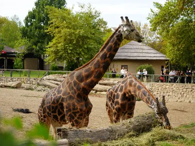 Girafe într-o grădină zoologică - Foto: Pexels (cu rol ilustrativ)