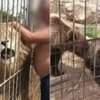 Grădină zoologică improvizată în Dâmbovița. Lei, maimuțe și urși erau ținute ilegal. Cerea intrare Foto: captură video PROTV