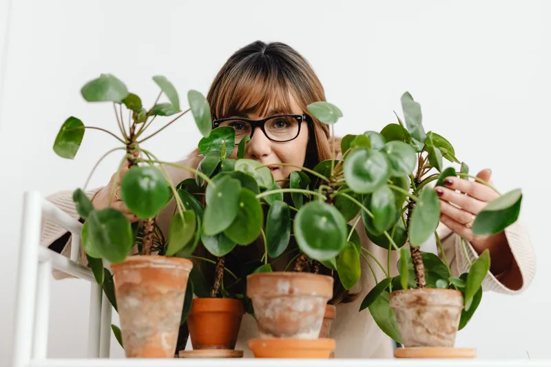 Plante Foto: Pexels (imagine cu rol ilustrativ)