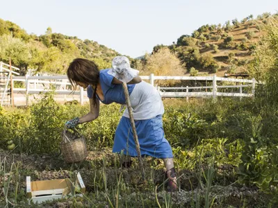 Femeie culegând recolta în Italia - Foto: Freepik/CC0