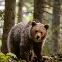 Peste 20 de alerte de urs emise în Prahova de la începutul lunii mai. Recomandări pentru cetățeni - Foto: Profimedia Images