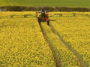 Rapiță cu pesticide trimisă în Germania Foto:agrointeligenta.ro