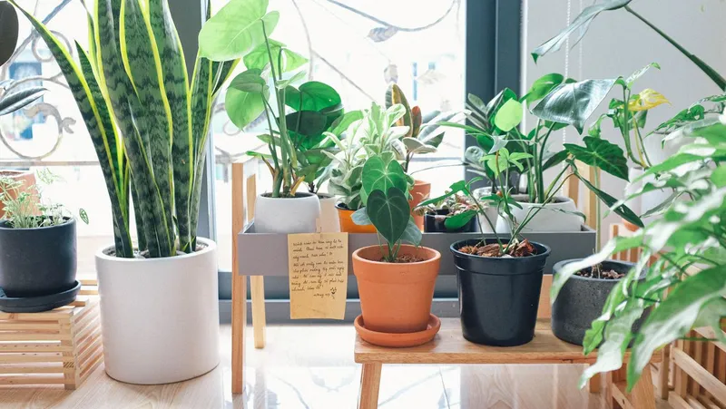 Plante - Foto: Pexels (Imagine cu rol ilustrativ)