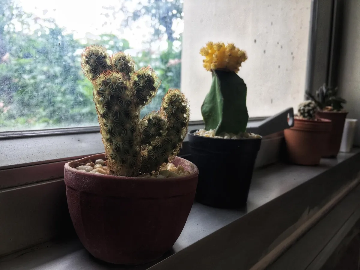 Cactuși la fereastră - Foto: Freepik (Imagine cu rol ilustrativ)