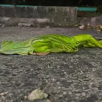 Zeci de iguane au căzut din copaci, din cauza frigului. FOTO: Facebook