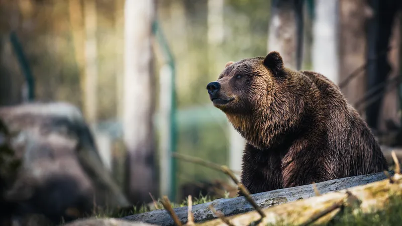 Un primar cere UE să poată elimina mai ușor urșii din România - Foto: Pexels / Janko Ferlic