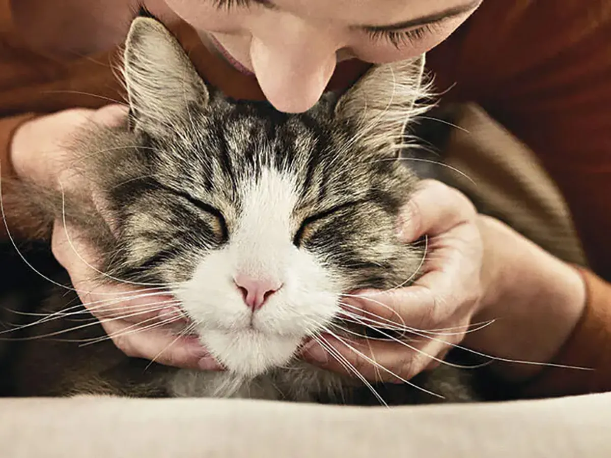 Mituri despre pisicile hipoalergenice