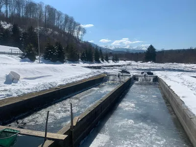 Păstrăvăria Laita / Foto: Păstrăvăria Laita, Facebook