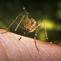 Primul caz de West Nile din acest sezon în România/Foto: pe.com