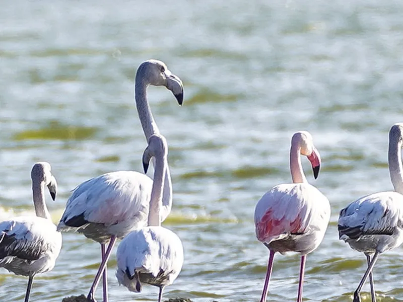 Păsări Flamingo - Foto: Auris Luca