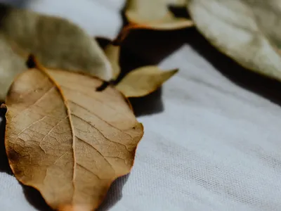 Frunze de dafin - Foto: Pexels (Imagine cu rol ilustrativ)