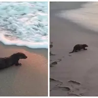 Vidră surprinsă în timp ce se plimba pe litoralul românesc. A devenit vedetă printre turiști - Foto: Caputră de ecran