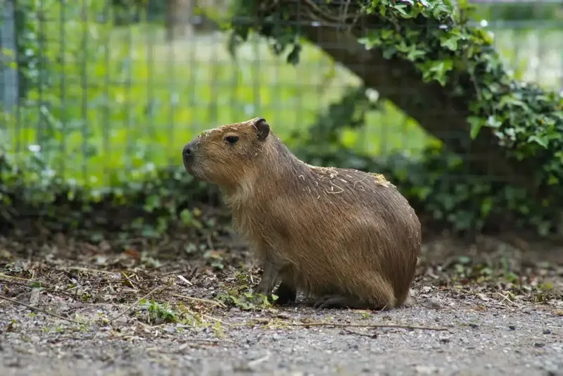 Samba capibara