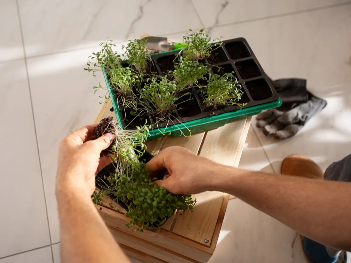 Plante - Foto: Freepik (rol ilustrativ)