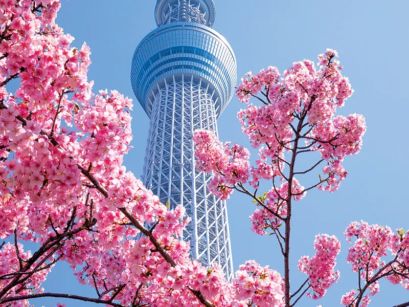 Sakura, Hokkaido, Japonia