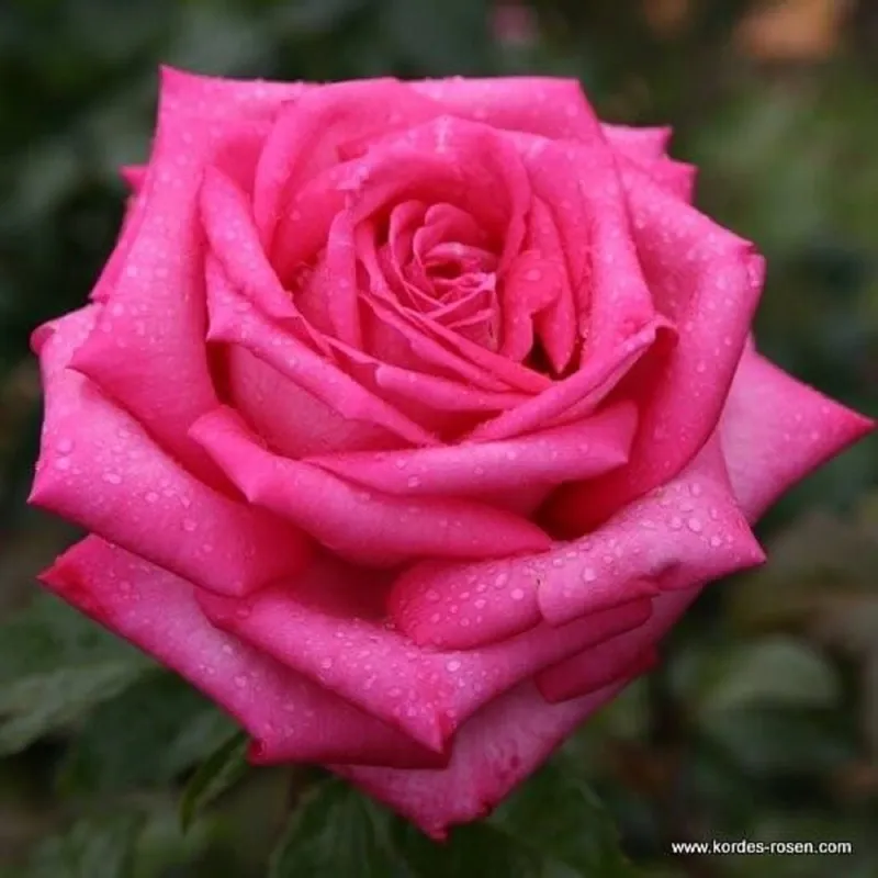 TRANDAFIRUL WEDDING BELLS - Fotot: korden-rosen