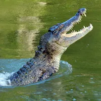 Crocodil/FOTO: Getty