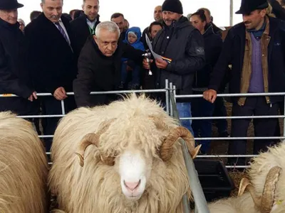 Ministrul Agriculturii Petre Daea