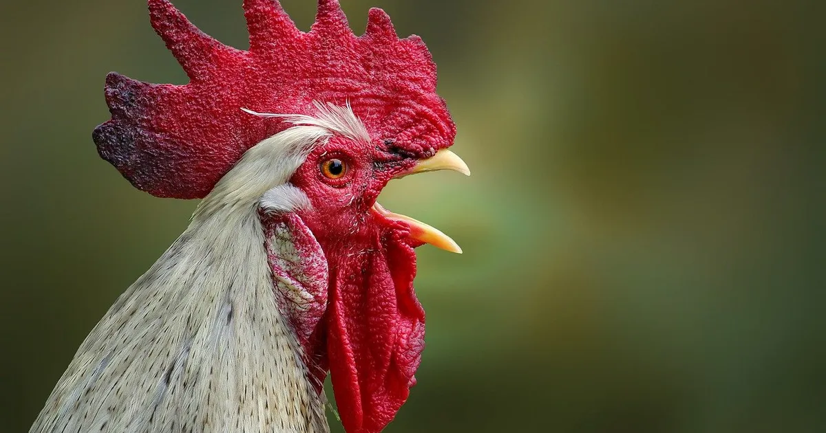 Cum a ajuns un cocoș motiv de proces între două familii? De ce sunt ...