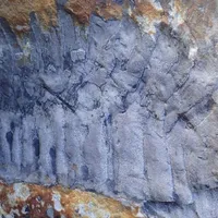 Rămăşiţele unui miriapod gigantic, vechi de 326 de milioane de ani, descoperite pe o plajă din UK. / Foto: news.ro