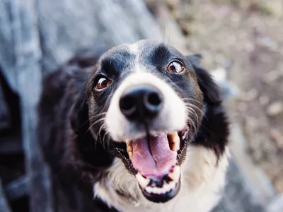 Câine- Foto: PEXELS PHOTOS