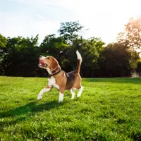 Câine Foto: Freepik (fotografie cu caracter ilustrativ)