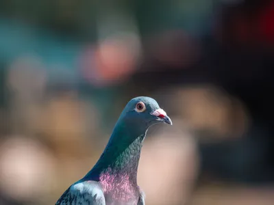 Porumbel Foto: Pexels (imagine cu rol ilustrativ)