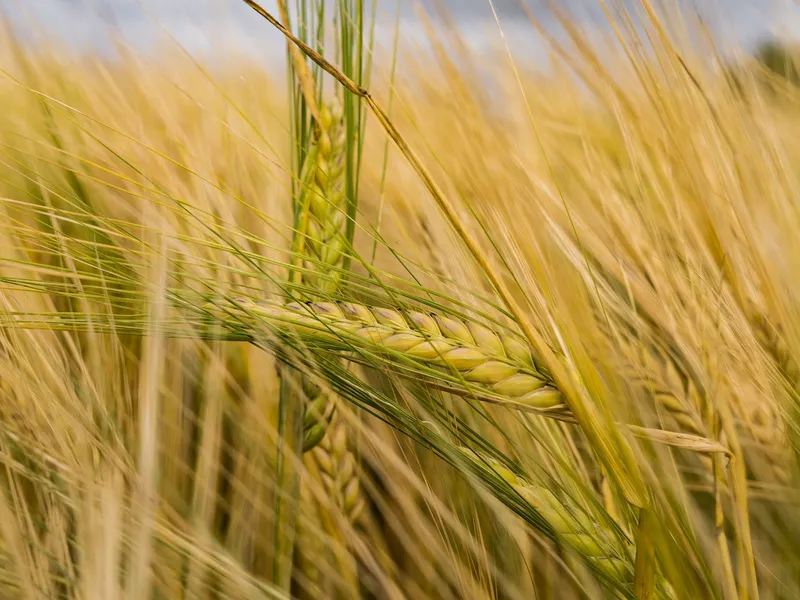 Cereale (imagine cu caracter ilustrativ) - Foto: pexels.com/Felix Mittermeier