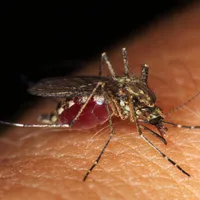 Virusul West Nile este transmis de țânțari. FOTO: Facebook