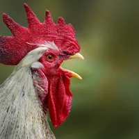Cum a ajuns un cocoș motiv de proces între două familii - Foto: Pixabay - cu rol ilustrativ
