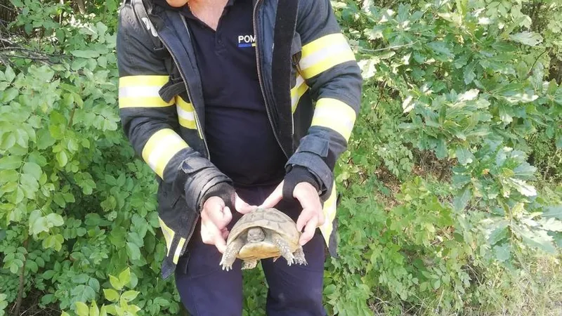 FOTO POmpierii au salvat două broaște țestoase la o intervenție într-un câmp incendiat
