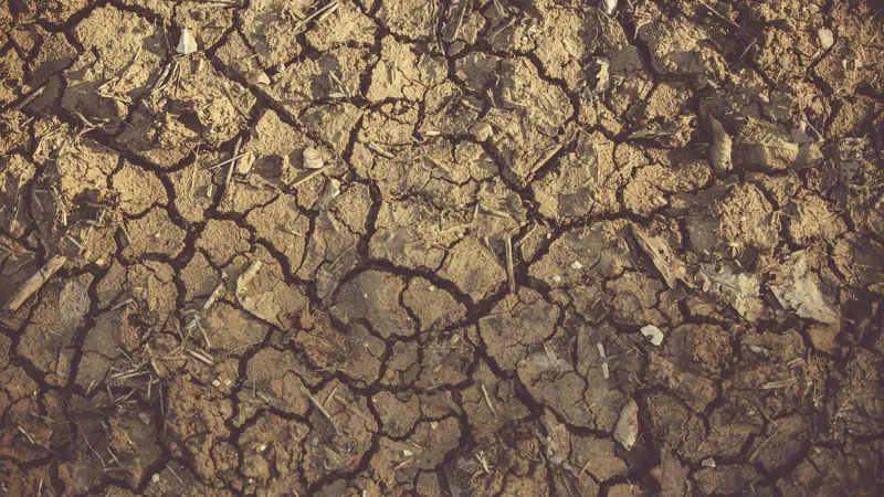 Lipsa precipitaţiilor afectează recoltele fermierilor. Consecințele le vom plăti la raft Foto: Pexels (fotografie cu caracter ilustrativ)
