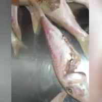 Ce a găsit ANPC în „Meniul” unei cherhanale din Costinești: alimente expirate, mizerie - Foto: captură video