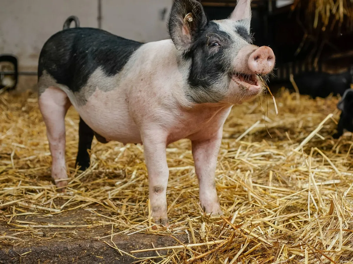Fermele de porci din România, aproape de colaps: prețurile sub cost împing producătorii spre închidere