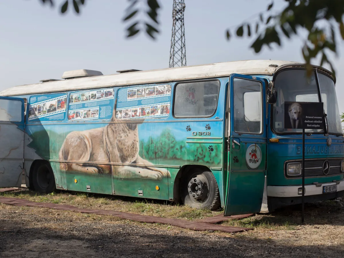 România a exportat câini de 250.000.000€. Afacere stimulată de legi noi care lasă maidanezii pe străzi