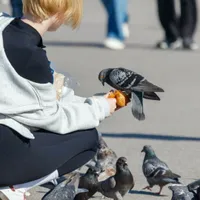 Femeie luată în vizor de polițiști după ce a prins un porumbel și l-a mâncat - Foto: Freepik