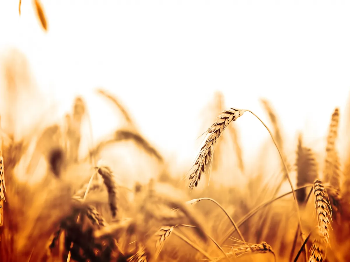 Criza petrolului și agricultura românească: vulnerabilități scoase la suprafață - Foto: Freepik