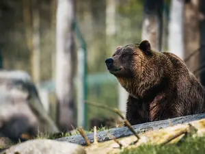 O ursoaică cu trei pui a intrat în casa unei bătrâne din Băile Tuşnad/FOTO: Unsplash