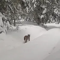Râs surprins în Munții Apuseni - Foto: Captură video Youtube/Parcul Natural Apuseni