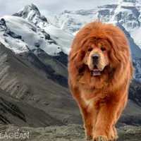 Mastiff tibetan - Foto: Tudor Sălăgean