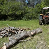 Trebuia să păzească pădurile, dar lua mită ca să „închidă ochii” la furtul de lemn - Foto: Profimedia Images/ Imagine cu caracter ilustrativ