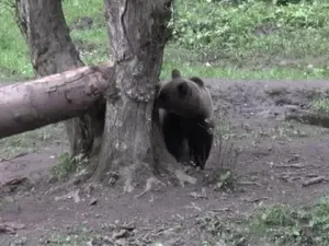 Șef de ocol atacat de urs, în Argeș. Se afla în timpul intervenției, ursul extrem de agresiv  - Foto: Arhivă